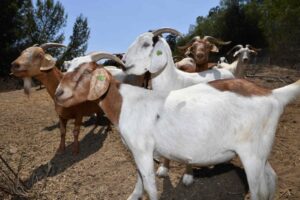 Goats: Unlikely allies in California’s fight against wildfires, United States News & Top Stories