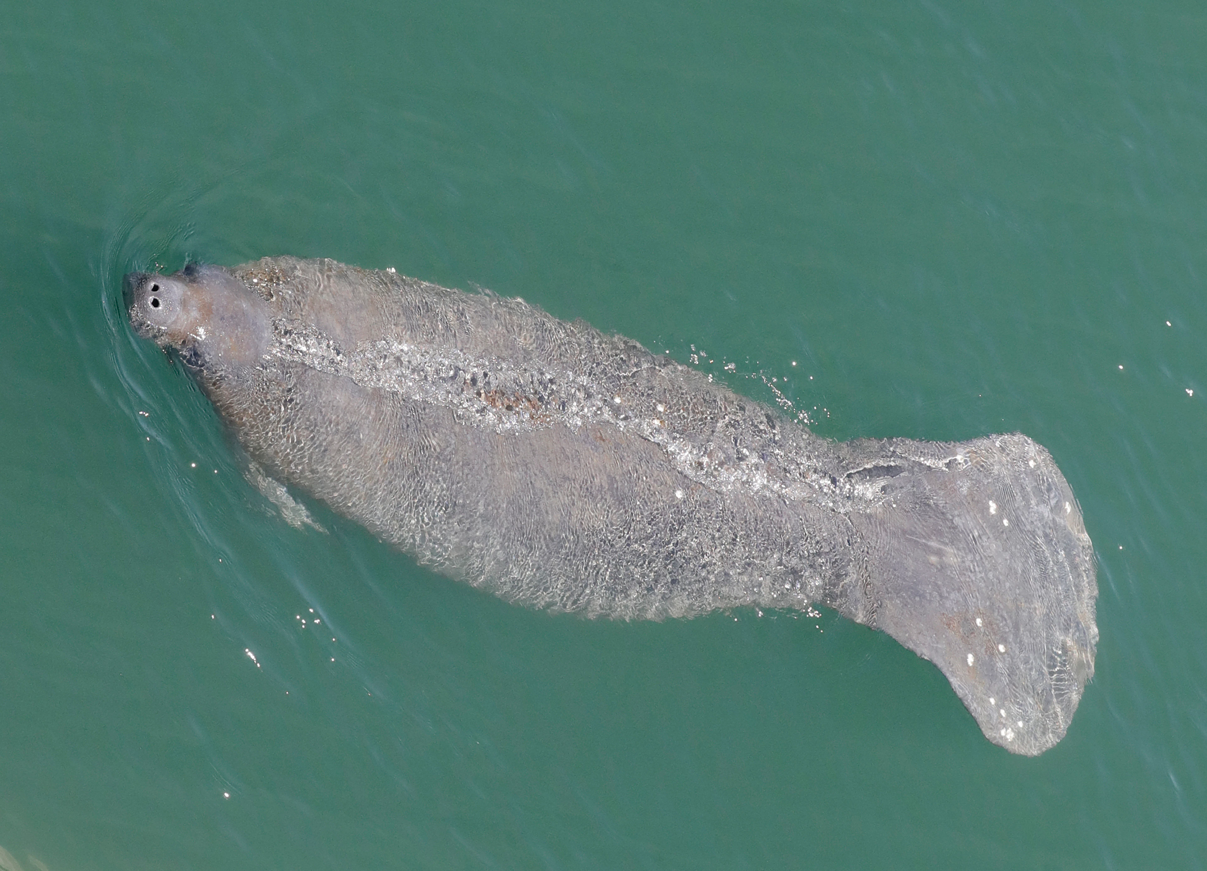 Florida Breaks Annual Manatee Death Record in First 6 Months | Voice of America