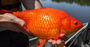 Giant, un-flushable goldfish posing a major problem in Minnesota – National