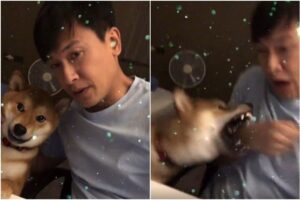 Former Mediacorp actor Jeff Wang bitten by dog on Instagram Live, Entertainment News & Top Stories