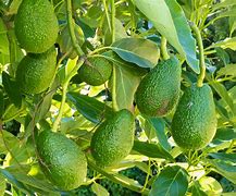 Avocados: Why Have Avocados Grown in Popularity Over the Past Decade?