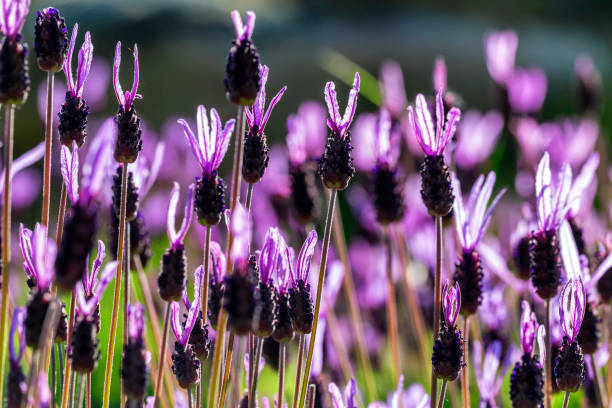 Spanish Lavender Growing Guide: Cultivating Fragrance and Beauty