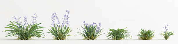 Flax Lily: A Nutrient-Rich Plant for Optimal Health 2 Flax Lily