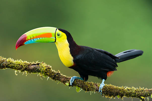 Toucan Wonderland: Exploring the Vibrant World of Exotic Avian Beauty 2 istockphoto 469634672 612x612 1