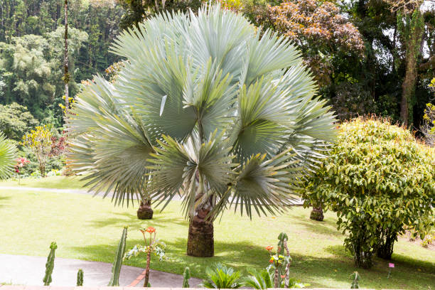 Birkin Plant Wonders: Nature's Masterpiece 2 istockphoto 828468816 612x612 1